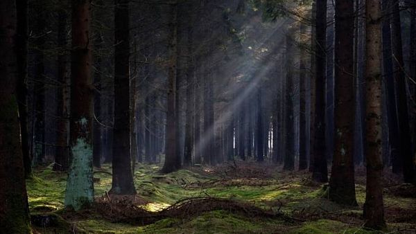 Tajemný les u Českých Budějovic - Bor